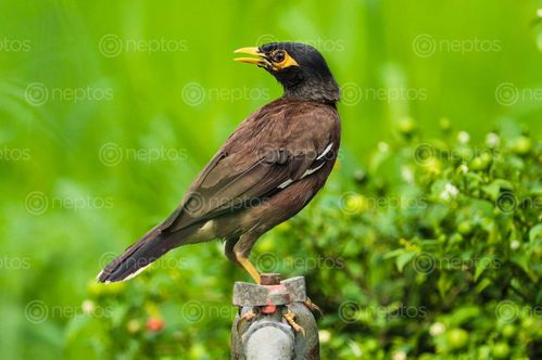 Find  the Image myna,डाङ्ग्रे,रुपी  and other Royalty Free Stock Images of Nepal in the Neptos collection.