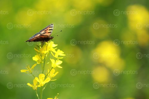 Find  the Image butterfly,flower  and other Royalty Free Stock Images of Nepal in the Neptos collection.