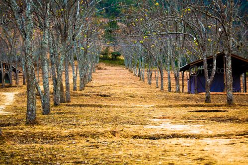 Find  the Image shot,chitlang,naspati,trees,allign,beautifully  and other Royalty Free Stock Images of Nepal in the Neptos collection.