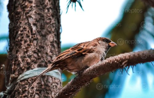 Find  the Image sparro,portrait,photgraphy  and other Royalty Free Stock Images of Nepal in the Neptos collection.