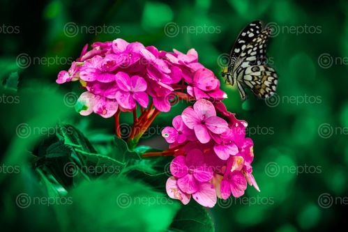 Find  the Image butterfly,flower,nature,photography  and other Royalty Free Stock Images of Nepal in the Neptos collection.