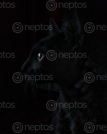 Find  the Image belongs,cat,eyes  and other Royalty Free Stock Images of Nepal in the Neptos collection.