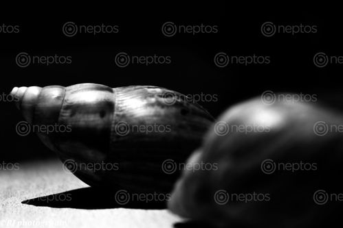 Find  the Image black,white,conceptual,photoshoot,shell  and other Royalty Free Stock Images of Nepal in the Neptos collection.