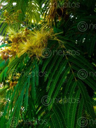 Find  the Image love,flower,youve,grow  and other Royalty Free Stock Images of Nepal in the Neptos collection.