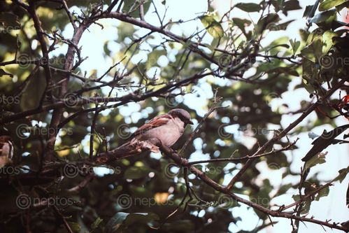 Find  the Image photo,sporrow,sitting,branch  and other Royalty Free Stock Images of Nepal in the Neptos collection.