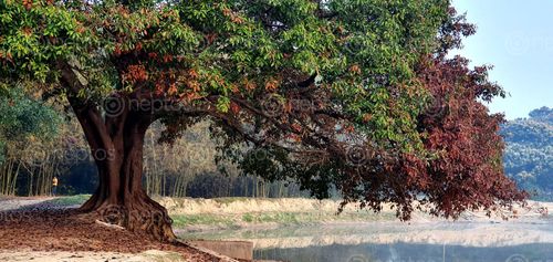 Find  the Image tree,colors,nature  and other Royalty Free Stock Images of Nepal in the Neptos collection.