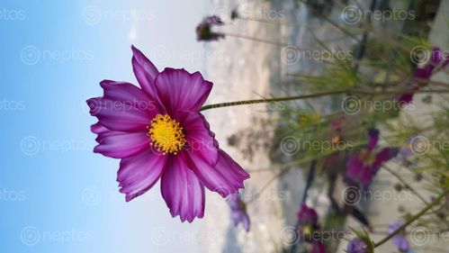 Find  the Image flower,hight,white,house  and other Royalty Free Stock Images of Nepal in the Neptos collection.