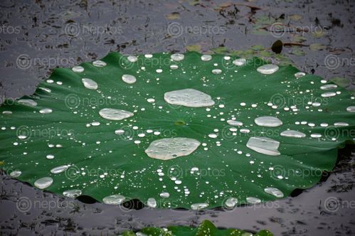 Find  the Image lotus,flower,leaf,ghodaghodi,lake,kailali,nepal  and other Royalty Free Stock Images of Nepal in the Neptos collection.