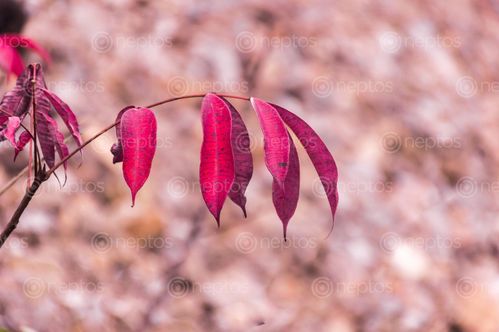 Find  the Image red,leaf,nature,shivapuri,national,park,nepal  and other Royalty Free Stock Images of Nepal in the Neptos collection.