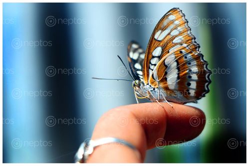 Find  the Image butterfly,finger,sms,photography  and other Royalty Free Stock Images of Nepal in the Neptos collection.