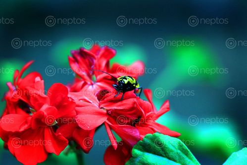 Find  the Image lady,bug#,sms,photography  and other Royalty Free Stock Images of Nepal in the Neptos collection.