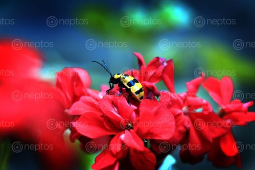 Find  the Image lady,bug#,sms,photography  and other Royalty Free Stock Images of Nepal in the Neptos collection.