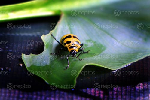 Find  the Image lady,bug#,sms,photography  and other Royalty Free Stock Images of Nepal in the Neptos collection.