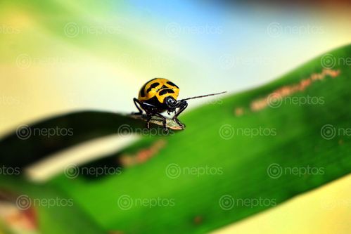 Find  the Image lady,bug#,sms,photography  and other Royalty Free Stock Images of Nepal in the Neptos collection.