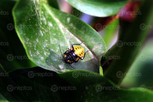 Find  the Image lady,bug#,sms,photography  and other Royalty Free Stock Images of Nepal in the Neptos collection.