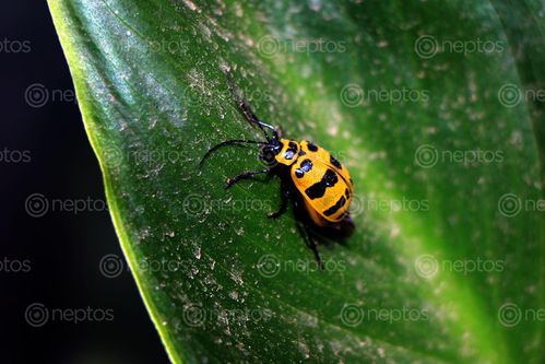 Find  the Image lady,bug#,sms,photography  and other Royalty Free Stock Images of Nepal in the Neptos collection.