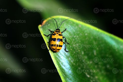 Find  the Image lady,bug#,sms,photography  and other Royalty Free Stock Images of Nepal in the Neptos collection.