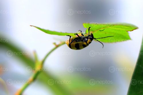 Find  the Image lady,bug#,sms,photography  and other Royalty Free Stock Images of Nepal in the Neptos collection.