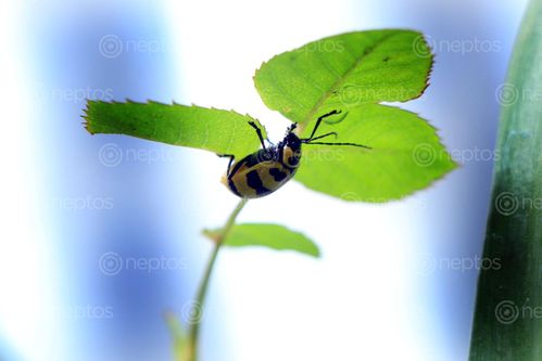 Find  the Image lady,bug#,sms,photography  and other Royalty Free Stock Images of Nepal in the Neptos collection.