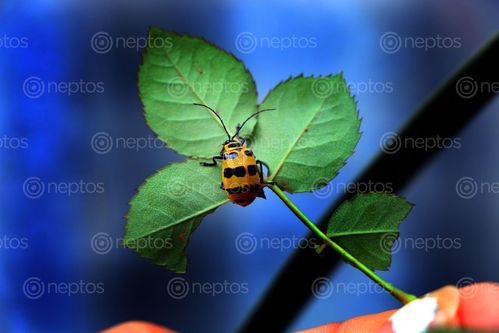 Find  the Image lady,bug#,sms,photography  and other Royalty Free Stock Images of Nepal in the Neptos collection.