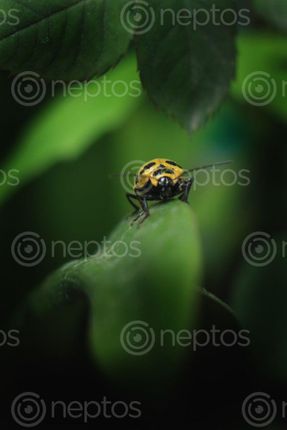 Find  the Image ladybug,insect#sms,photography  and other Royalty Free Stock Images of Nepal in the Neptos collection.