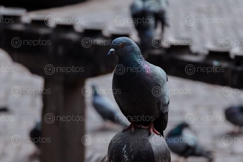 Find  the Image closeup,pigeon,patan,durbar,square  and other Royalty Free Stock Images of Nepal in the Neptos collection.