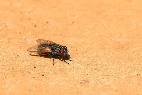 Find  the Image housefly,insect#,sms,photograpy  and other Royalty Free Stock Images of Nepal in the Neptos collection.