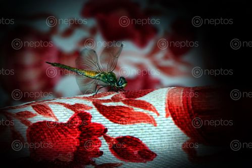 Find  the Image dragonfly,#insect#,sms,photography  and other Royalty Free Stock Images of Nepal in the Neptos collection.