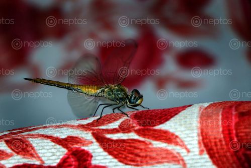 Find  the Image dragonfly,#insect#,sms,photography  and other Royalty Free Stock Images of Nepal in the Neptos collection.