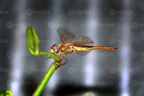 Find  the Image dragonfly,insect#,sms,photography  and other Royalty Free Stock Images of Nepal in the Neptos collection.