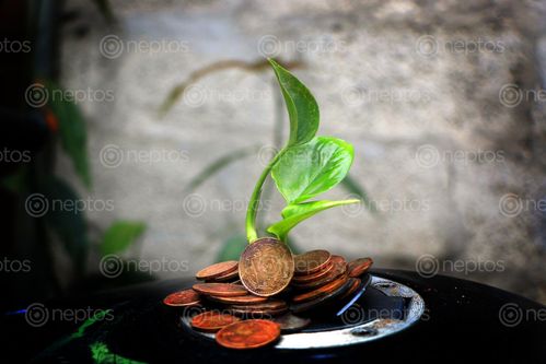 Find  the Image money,plant,grows,coins,sms,photography  and other Royalty Free Stock Images of Nepal in the Neptos collection.