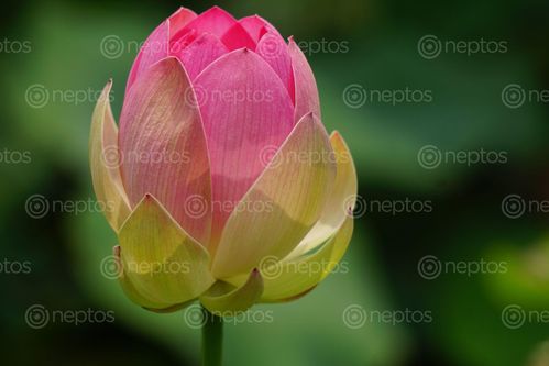 Find  the Image portrait,pink,waterlily  and other Royalty Free Stock Images of Nepal in the Neptos collection.