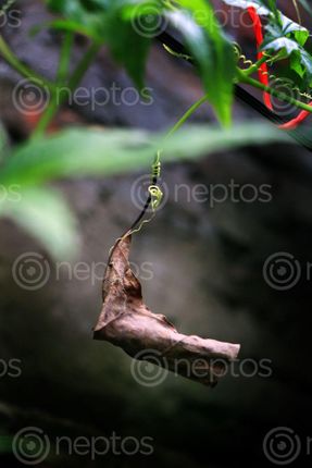 Find  the Image dry,leaf,image,sita,maya,shrestha  and other Royalty Free Stock Images of Nepal in the Neptos collection.