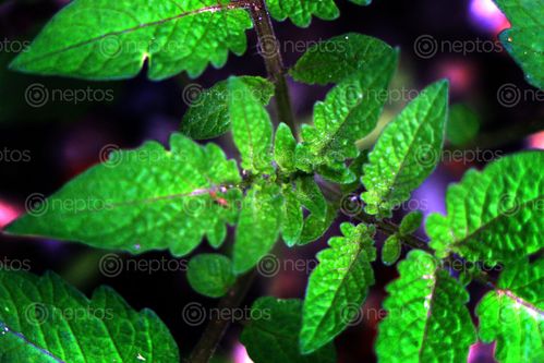 Find  the Image close,tomato,plant,image,sita,maya,shrestha  and other Royalty Free Stock Images of Nepal in the Neptos collection.