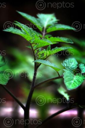 Find  the Image tomato,plant,image,sita,maya,shrestha  and other Royalty Free Stock Images of Nepal in the Neptos collection.