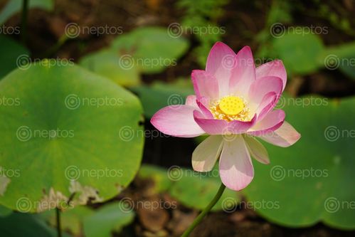 Find  the Image pink,waterlily,flower,nearby,pond  and other Royalty Free Stock Images of Nepal in the Neptos collection.