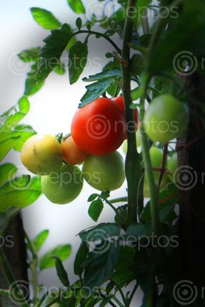 Find  the Image tomato,plante,food,veg#,image,sita,maya,shrestha  and other Royalty Free Stock Images of Nepal in the Neptos collection.