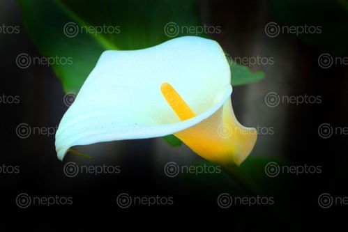 Find  the Image calla,lily,flower,nepal,photography,sita,maya,shrestha  and other Royalty Free Stock Images of Nepal in the Neptos collection.