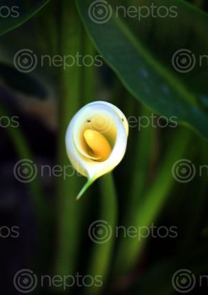 Find  the Image calla,lily,flower#,image#,photography,sita,maya,shrestha  and other Royalty Free Stock Images of Nepal in the Neptos collection.