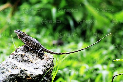 Find  the Image captured,rainy,season,hetauda  and other Royalty Free Stock Images of Nepal in the Neptos collection.