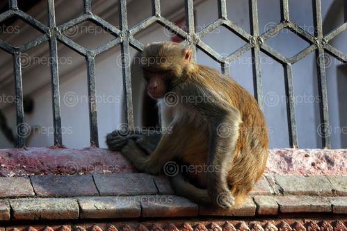 Find  the Image stock,image,#monkey#,monkey,animal#,sad,pose#,pashupatinath,temple#,kathmandu,nepal,photography,sita,maya,shrestha  and other Royalty Free Stock Images of Nepal in the Neptos collection.