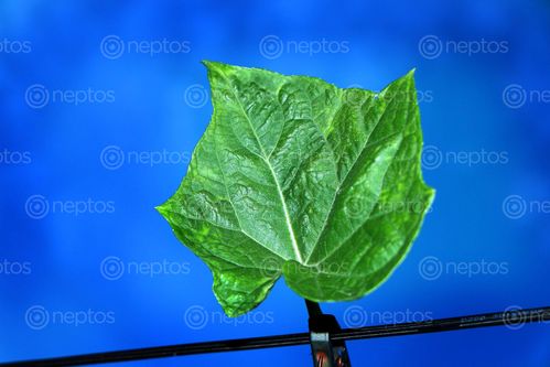 Find  the Image leaf,image,#blue,background,creative,photo#,stock,image#,nepal#photography,sita,mayashrestha  and other Royalty Free Stock Images of Nepal in the Neptos collection.