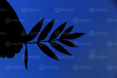 Find  the Image flower,leaf,dark,photography#,#eveningshoot,photographyt#,stockimage#nepalphotography#,sita,maya,shrestha  and other Royalty Free Stock Images of Nepal in the Neptos collection.