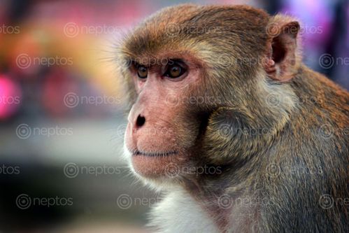 Find  the Image monkey,animals,photo,stock,image#,nepal,photography#,sita,maya,shrestha  and other Royalty Free Stock Images of Nepal in the Neptos collection.