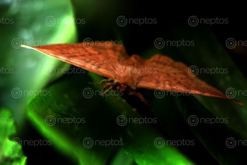 Find  the Image butterfly,stock,image,nepal,photographyby,sita,maya,shrestha  and other Royalty Free Stock Images of Nepal in the Neptos collection.