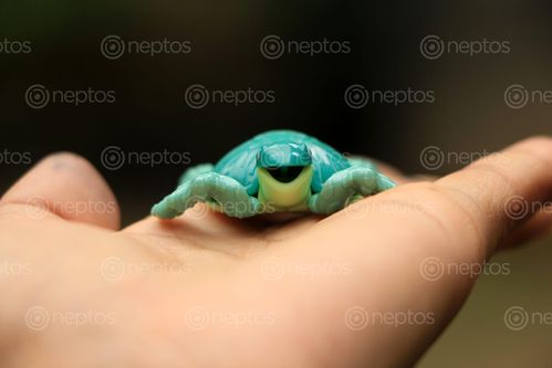 Find  the Image toy,tortoise,image,animal#,stock,image#,nepal_photography#photography,sita,maya,shrestha  and other Royalty Free Stock Images of Nepal in the Neptos collection.