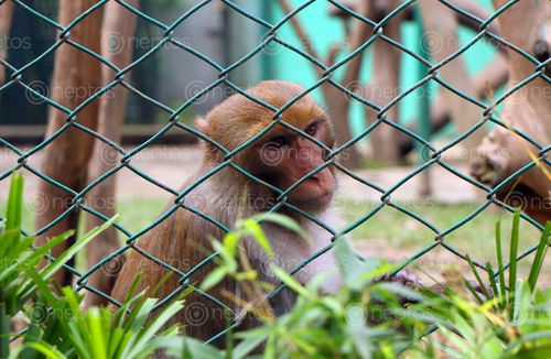 Find  the Image monkey,central,zoo,stock,image,nepal_photography,sita,maya,shrestha  and other Royalty Free Stock Images of Nepal in the Neptos collection.