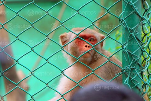 Find  the Image monkey,central,zoo,stock,image,nepal_photography,sita,maya,shrestha  and other Royalty Free Stock Images of Nepal in the Neptos collection.