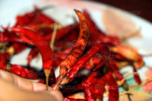 Find  the Image dry,red,chilli,image,stock,image#,nepal,photography,sita,maya,shrestha  and other Royalty Free Stock Images of Nepal in the Neptos collection.