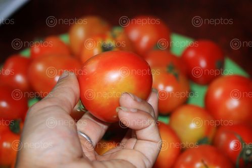 Find  the Image tomato,image,vegetable,stock,nepal,_photography,sita,maya,shrestha  and other Royalty Free Stock Images of Nepal in the Neptos collection.